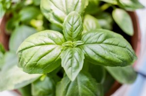 The image shows a basil plant