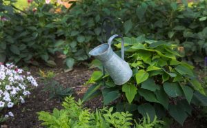 Ģray watering can