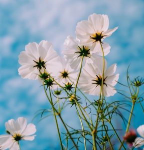 Cosmos flower meaning