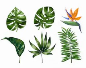 Types of Philodendron Serpens