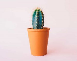How long do cactus live