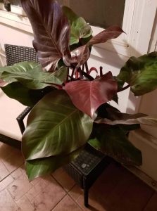 Philodendron mccolley’s finale
