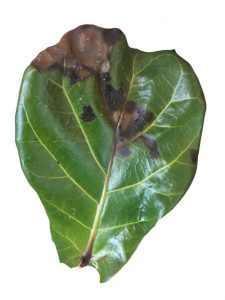 Fiddle Leaf Fig Brown Spots