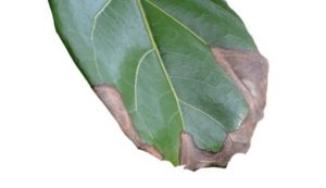 Fiddle-leaf fig brown spots