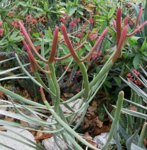 Euphorbia xylophylloides