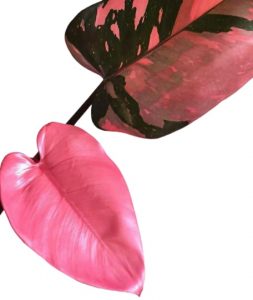 Pink princess philodendron 