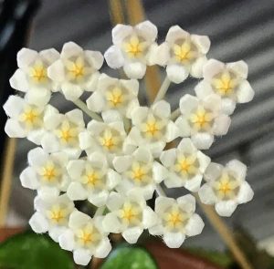 Hoya lacunosa flower