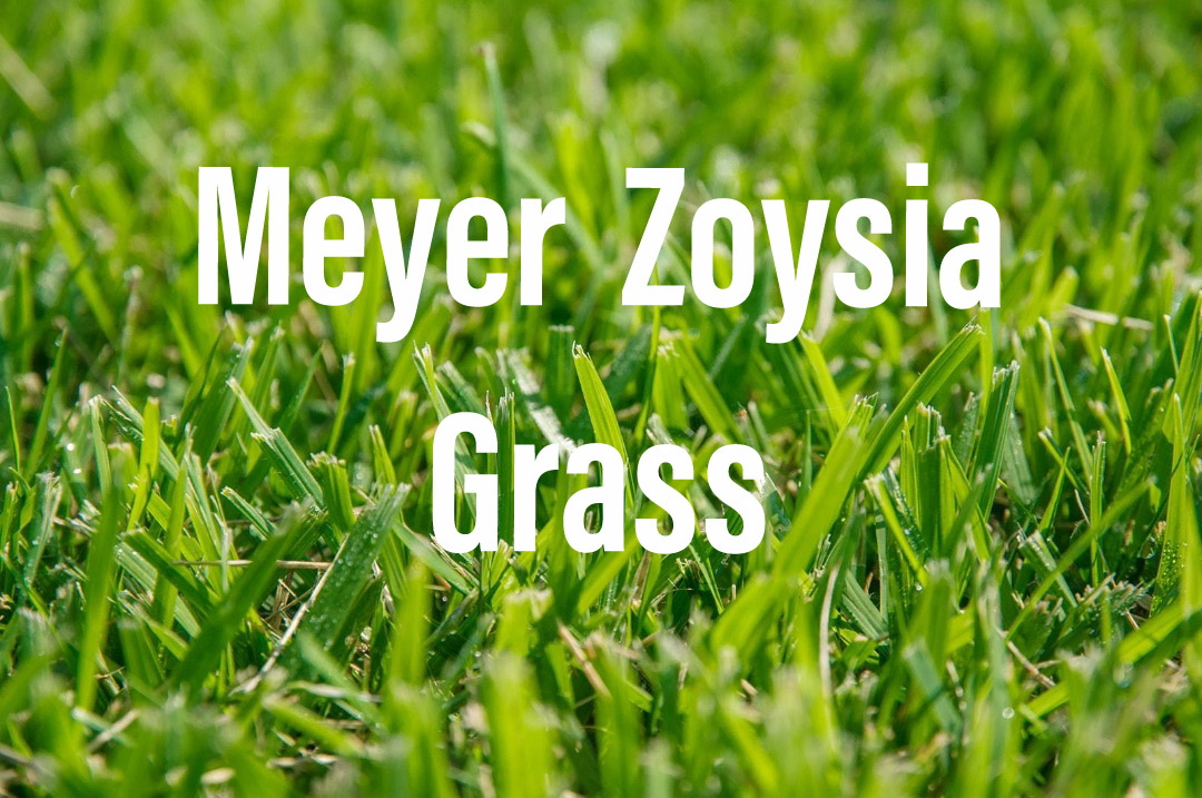 Meyer Zoysia Grass