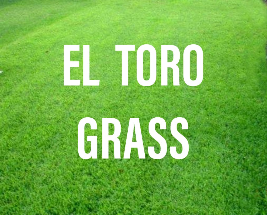 This is el toro grass