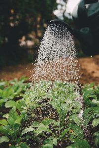 Watering the plants