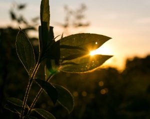 sunlight on the plants