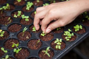 propagating plant