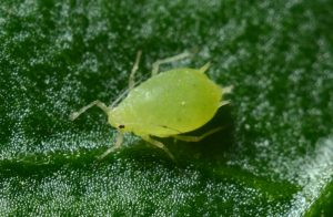 macro photo of green aphid