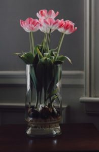 Hydroponic tulip
