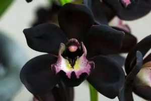 Black orchid flower meaning