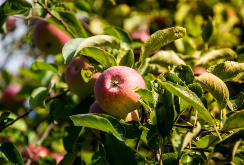 Apple Garden