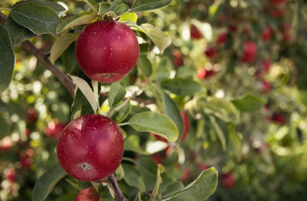 Apple Garden