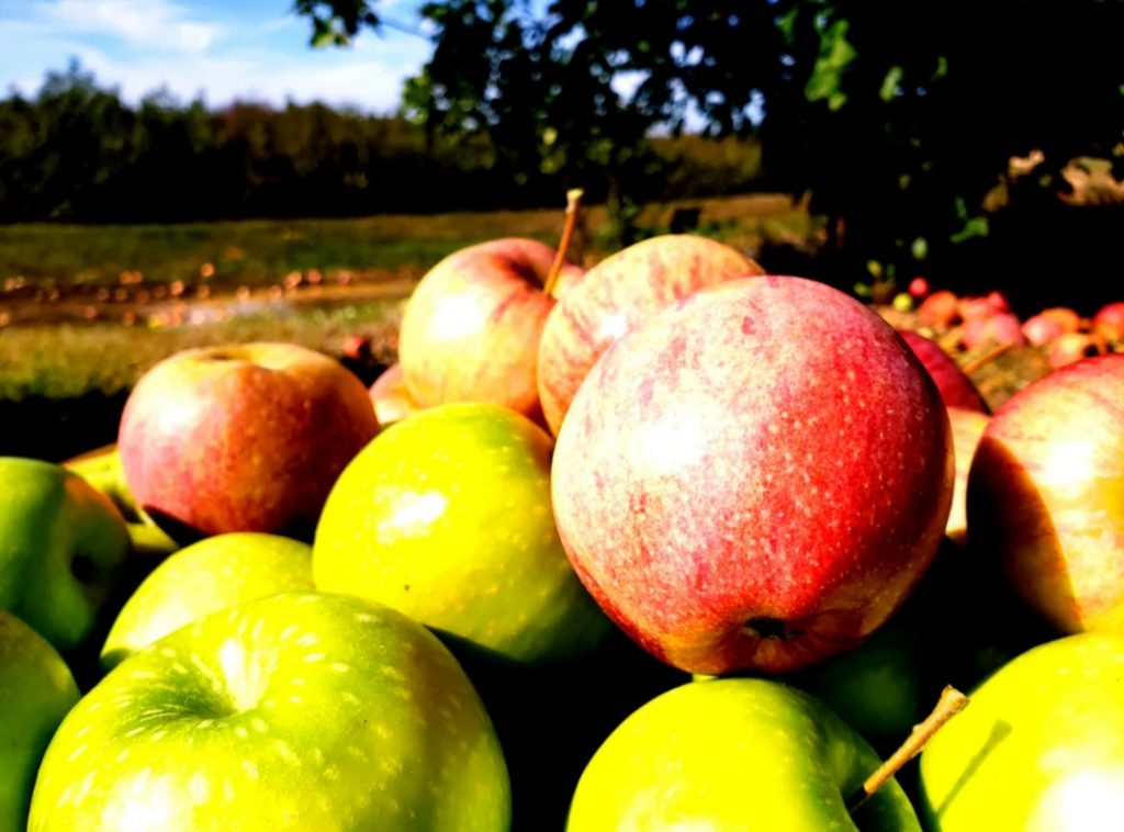 Apple Garden