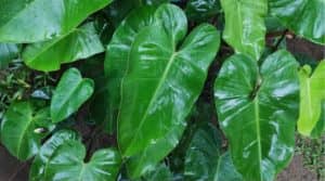 Philodendron serpens