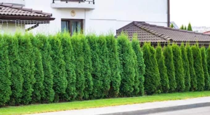 Thuja Plicata Virescens: Everything You Need To Know - Gardening Brain