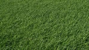 Zoysia Grass