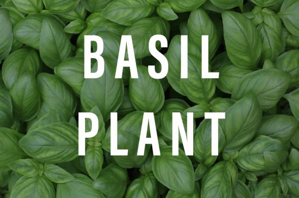 Basil Plant: Everything You Need to Know - Gardening Brain