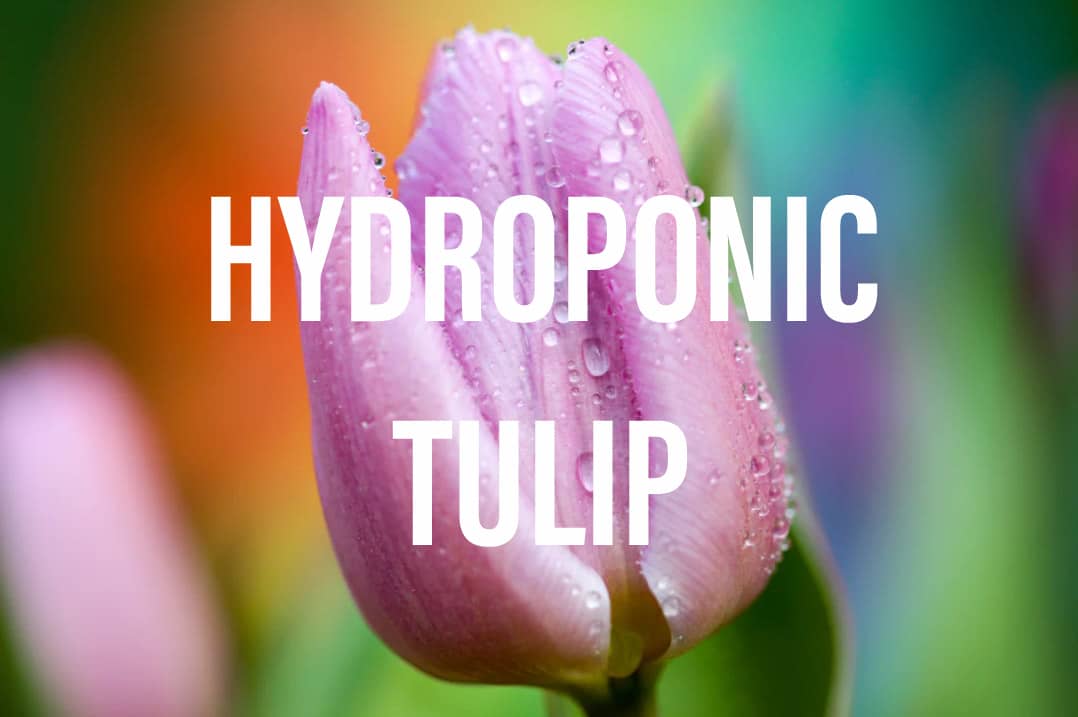 Hydroponic Tulips Everything You Need To Know Gardening Brain