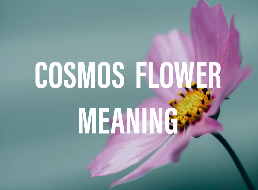 Cosmos Flower Meaning: Everything You Need to Know - Gardening Brain