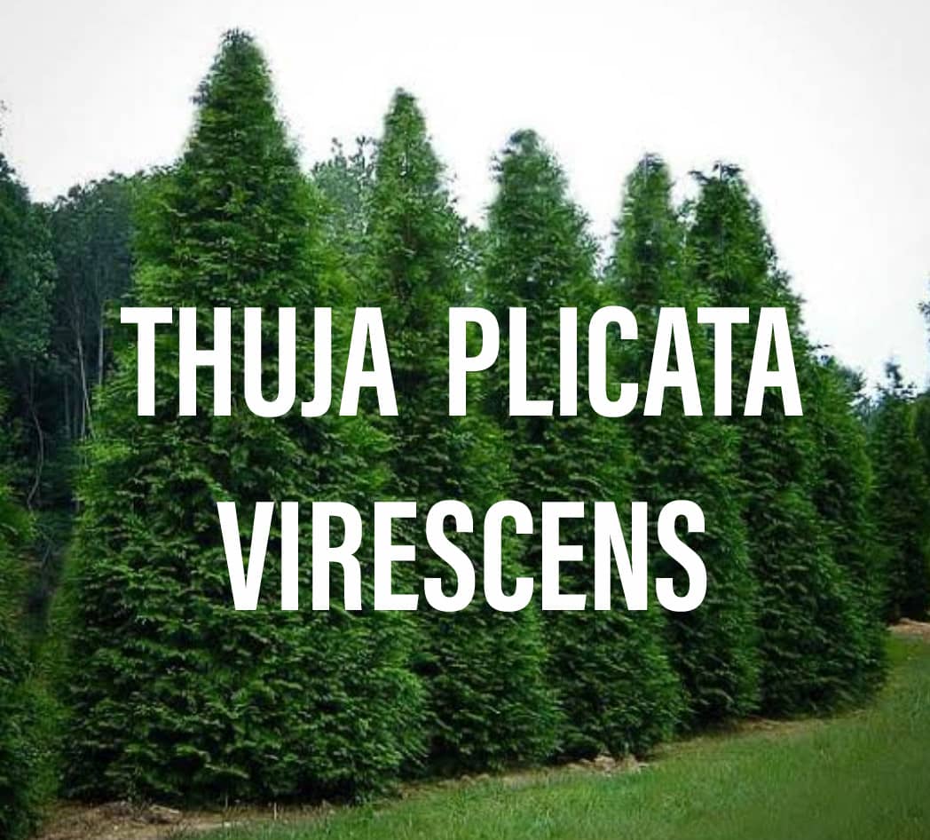 Thuja Plicata Virescens Everything You Need To Know Gardening Brain