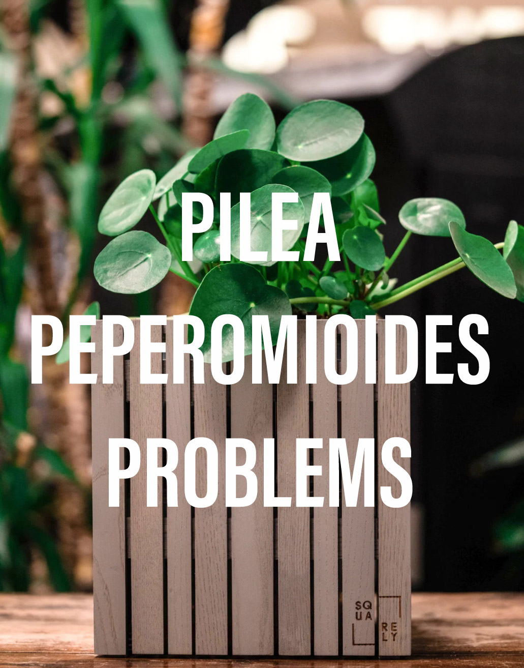 Pilea Peperomioides Problems