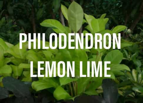 Philodendron lemon lime