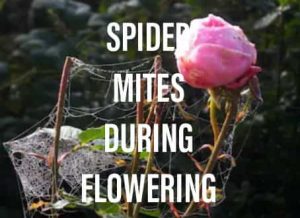 How to Get Rid of Spider Mites During Flowering