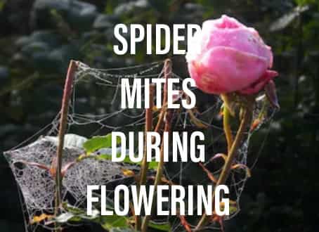 Spider mites during flower