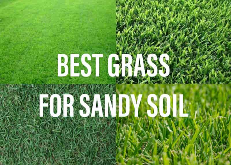 Best Grass For Sandy Soil - Gardening Brain