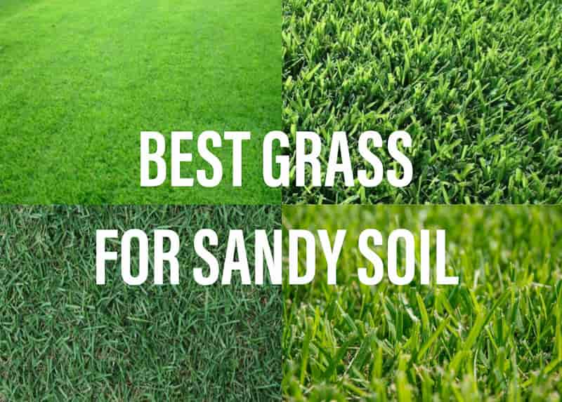 Best Grass For Sandy Soil Gardening Brain