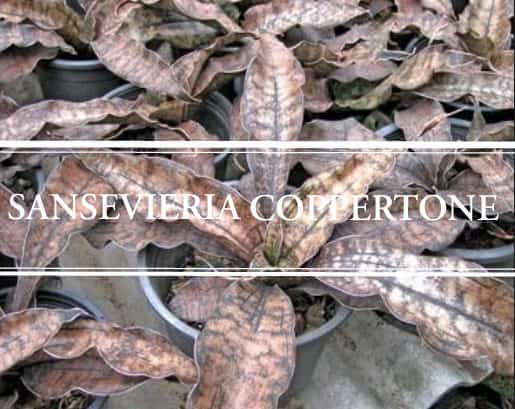 Large rare coppertone Sansevieria