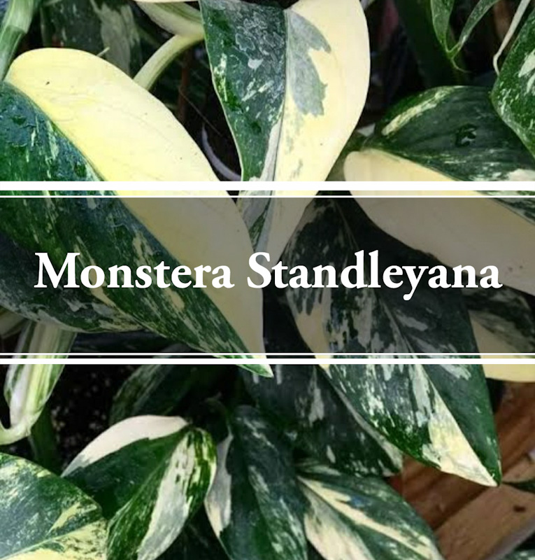 Monstera Standleyana Aurea Variegated Fully Rooted Plant g Psc gov ls