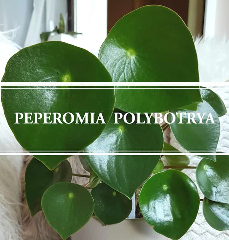 Peperomia Polybotrya: The Raindrop Peperomia - Gardening Brain