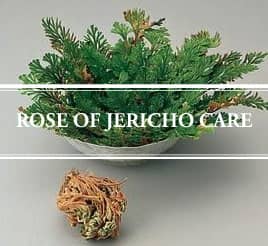 Rose of Jericho Care: How to grow a Resurrection Plant - Gardening Brain