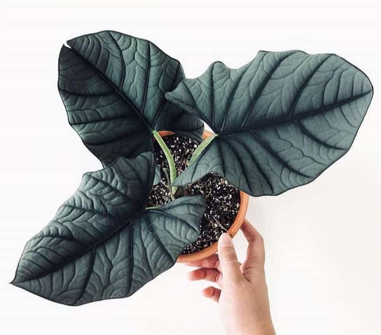 Alocasia Nebula: The Prettiest Jewel Alocasia - Gardening Brain