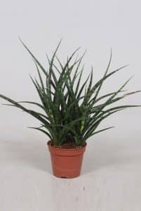 sansevieria fernwood