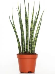 sansevieria fernwood