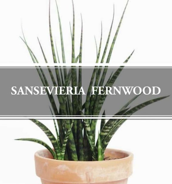 Sansevieria Fernwood: Fernwood Snake Plant – Gardening Brain