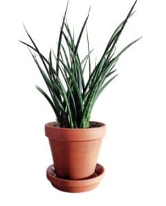 sansevieria fernwood