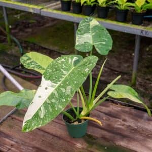 Philodendron Jose Buono Large Leaf Variegated Philo Gardening Brain