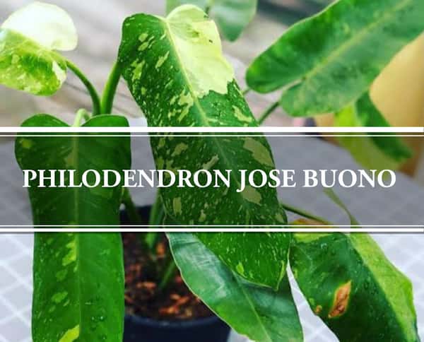 Philodendron Jose Buono – Large-leaf Variegated Philo