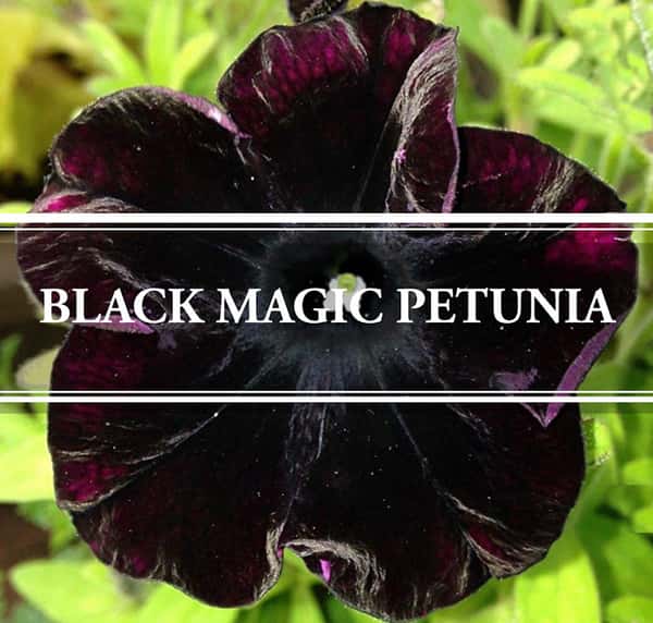 Black Magic Petunia The Flower