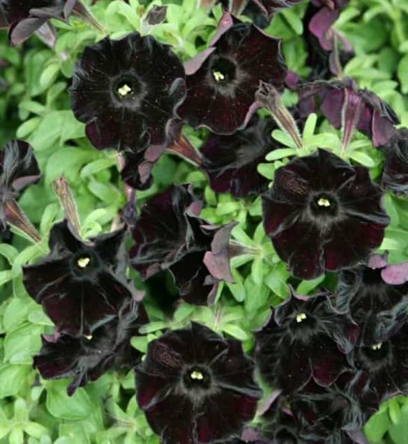 Black Magic Petunia: The Black Flower Shrubs - Gardening Brain