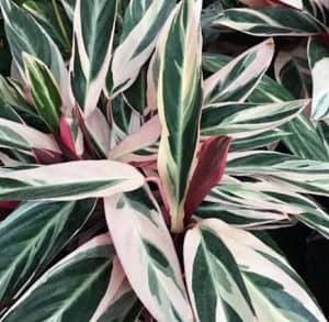 Calathea triostar