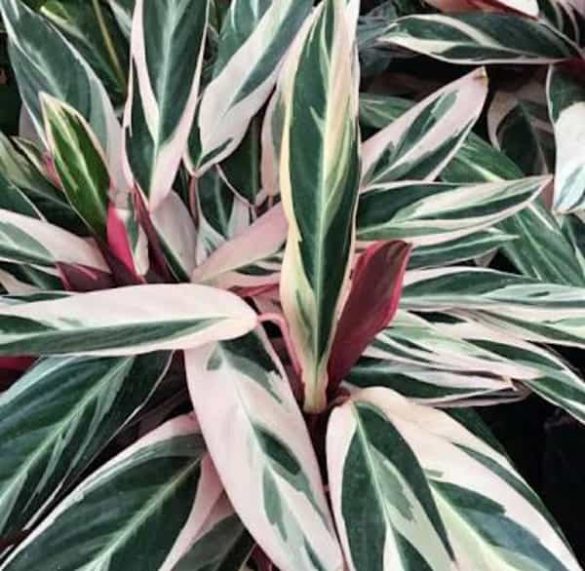 Calathea Triostar: Calathea Sanguinea Plant - Gardening Brain